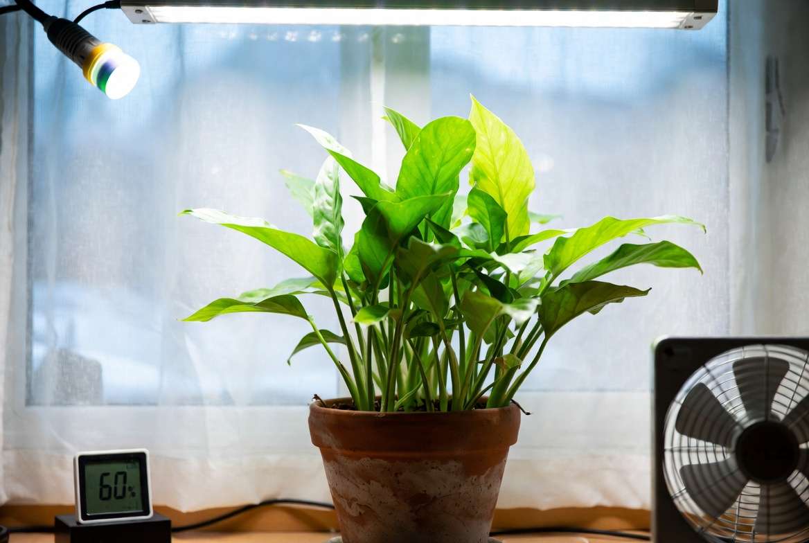 Ideal environment setup for a healthy mother plant with grow lights and proper lighting