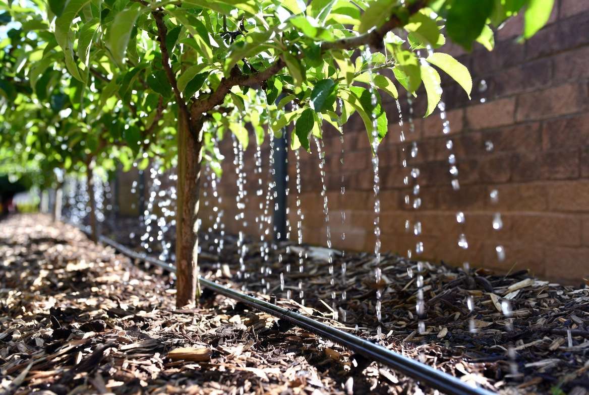 Drip irrigation system for effective watering of wall-trained apple tree