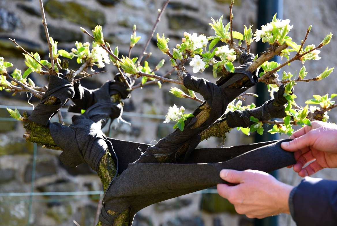 Spring unveiling of overwintered espalier tree showing new growth and blossoms