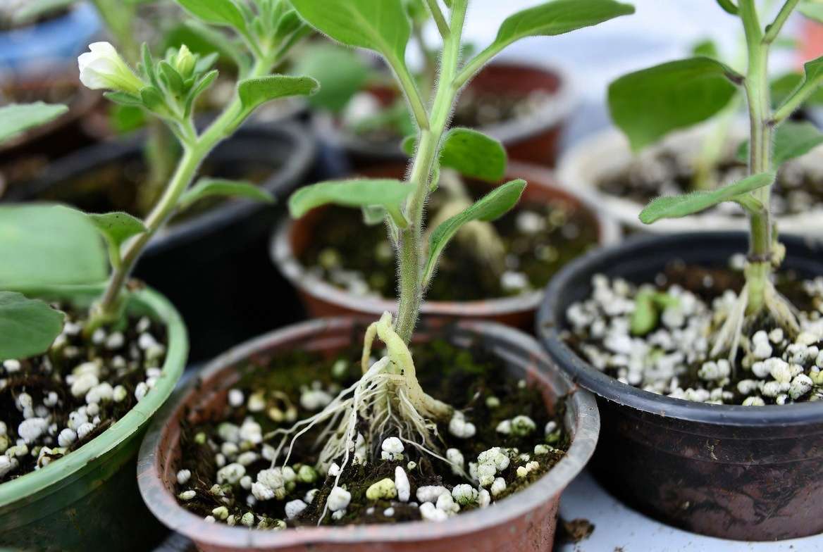 Propagating white petunia plants from stem cuttings successfully