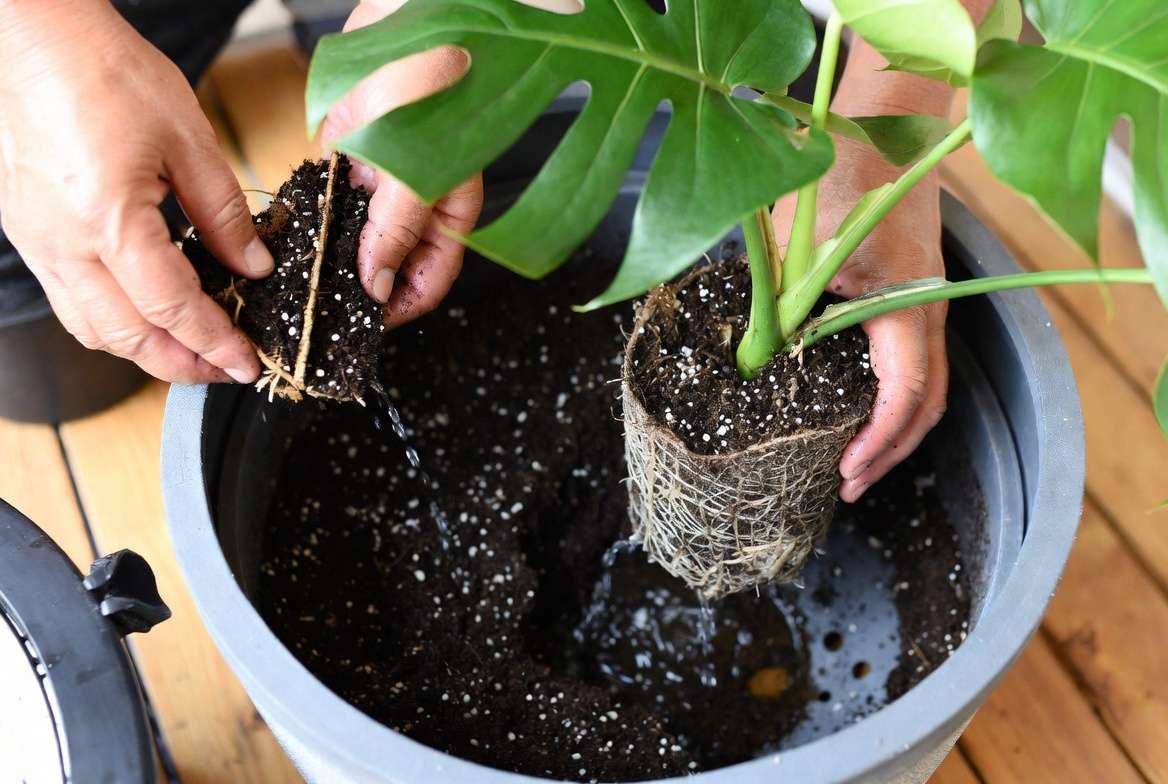 tep-by-step guide to planting in a large round planter with proper soil and drainage