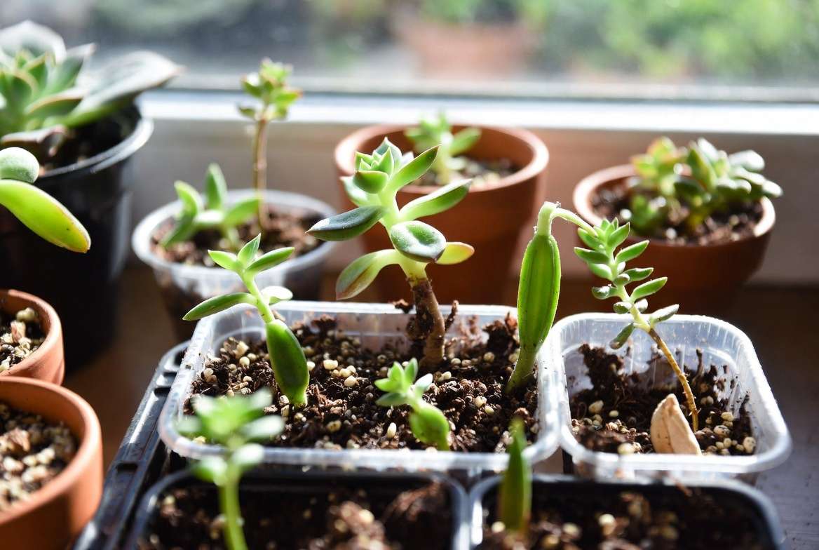 budget friendly succulent propagation and DIY care setup with leaf cuttings rooting