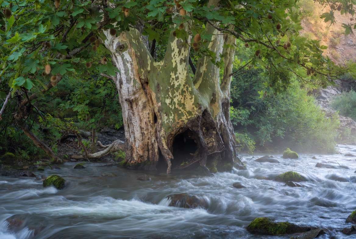 Giant sycamore tree with peeling bark in Appalachian forest highlighting hollow guardian folklore