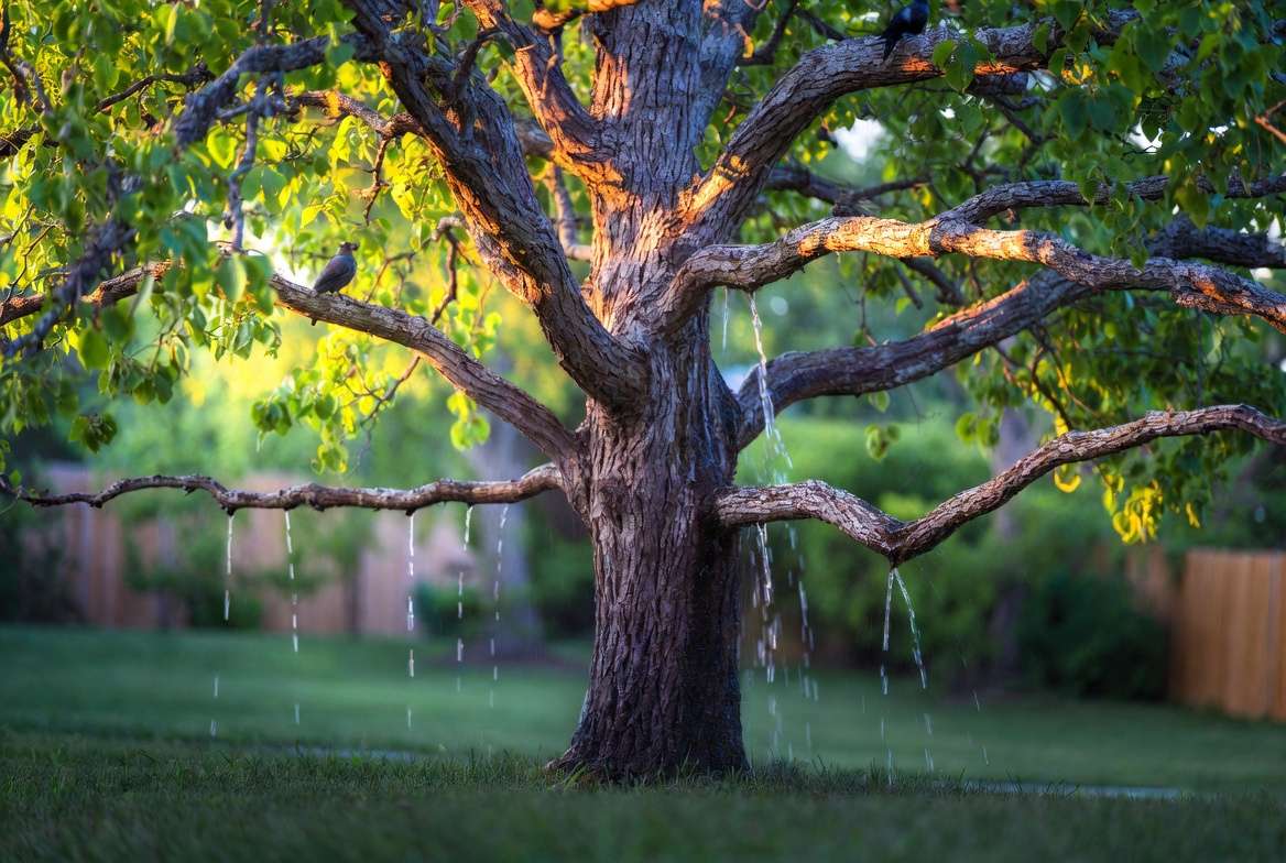 Benefits of mature urban trees in Nashville for air quality and stormwater management