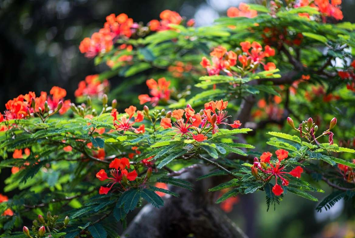 royal poinciana bonsai tree in full spectacular bloom with red orange flowers