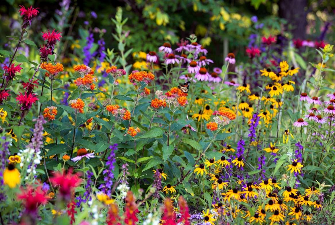 PA native perennials including Butterfly Weed, Purple Coneflower and Bee Balm attracting pollinators in Pennsylvania garden