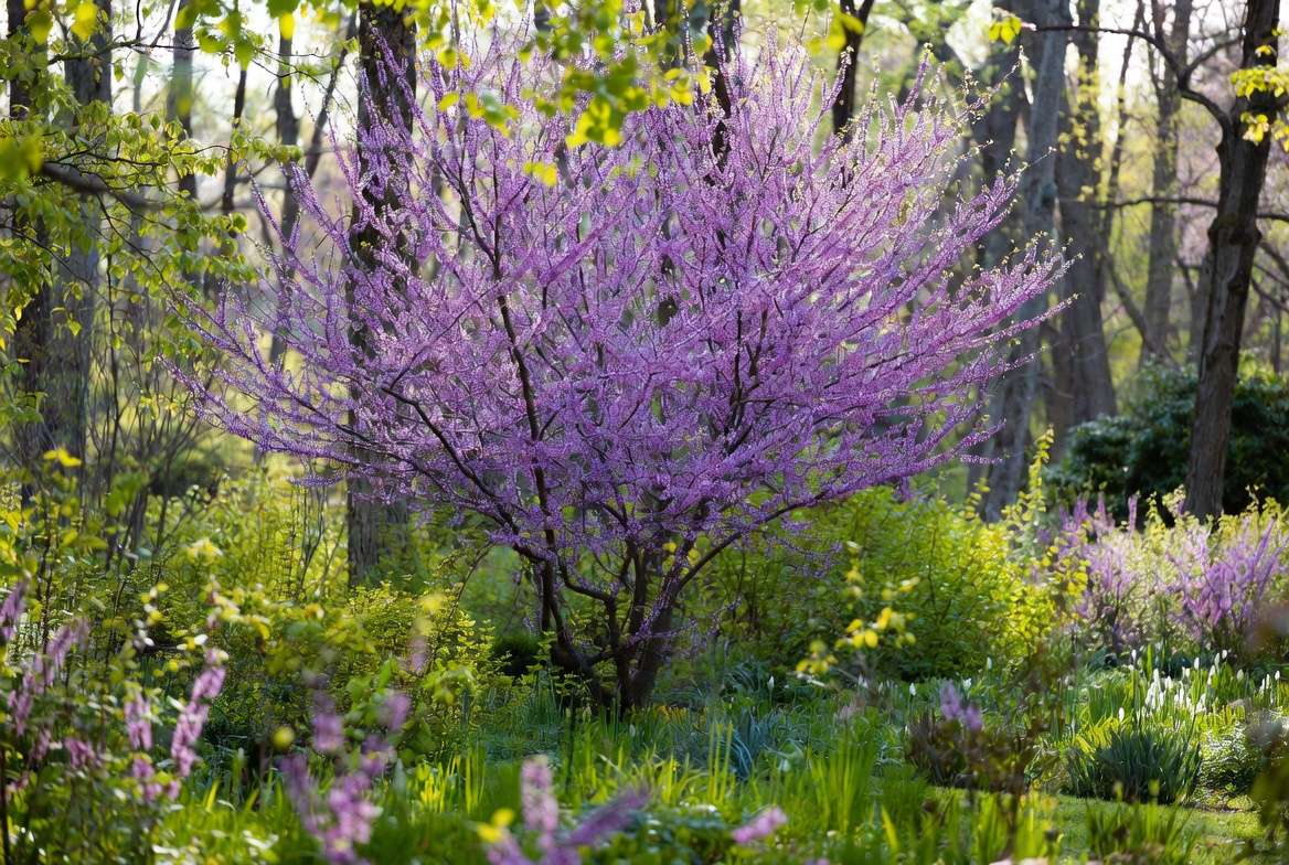 PA native trees landscape featuring Eastern Redbud in bloom with layered native plants in Pennsylvania garden