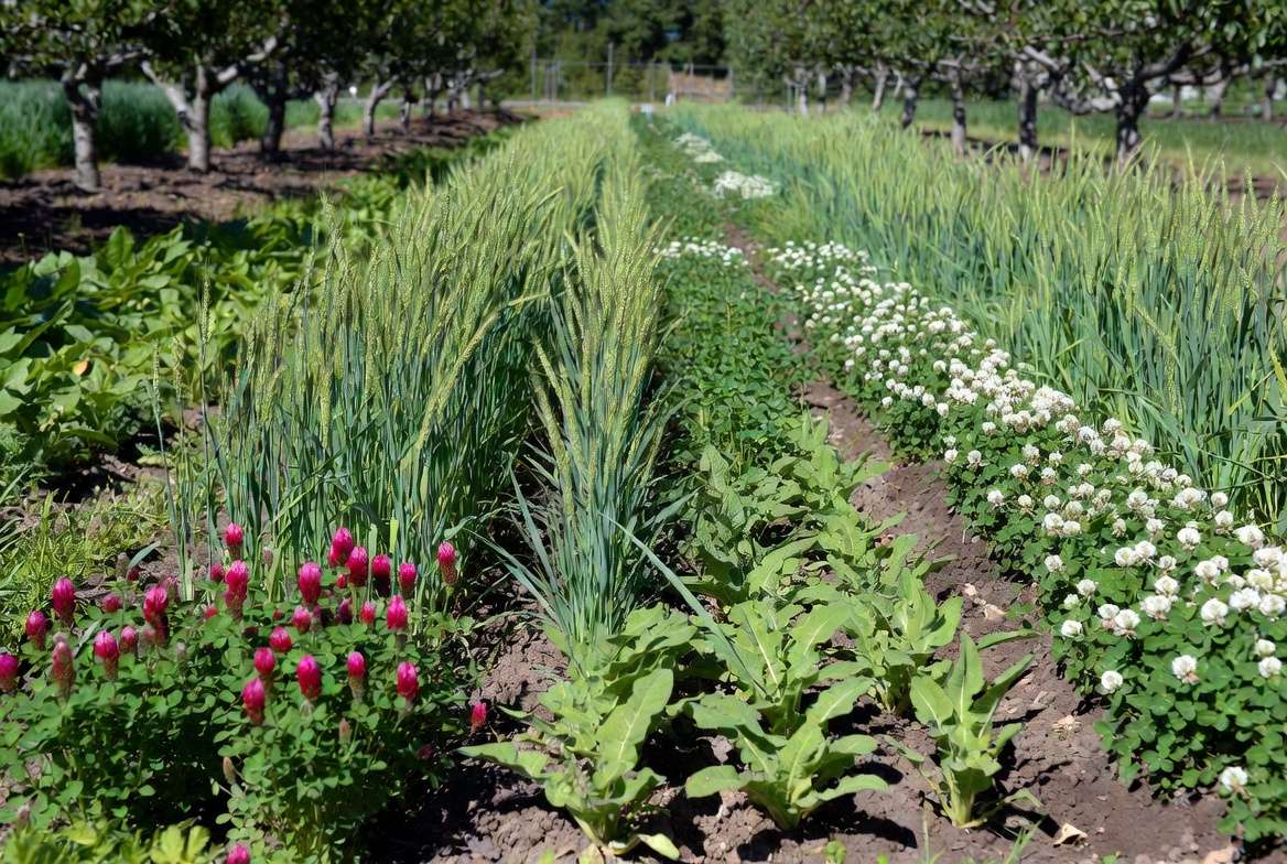 best cover crop species mix for orchards including clover rye and radish