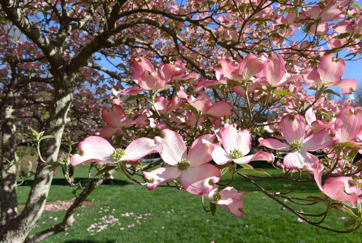 Pink dogwood tree blooms pink flowers spring identification and care guide