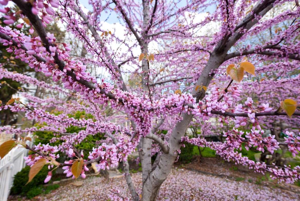 Photorealistic 16:9 close-up of a pink flowering dogwood tree (Cornus florida) in full spring bloom, showing large soft pink bracts surrounding tiny central flowers, opposite oval leaves starting to appear, distinctive textured bark, graceful branches against a clear blue sky, lush green lawn background, delicate pink petals gently falling, high detail, vibrant natural lighting