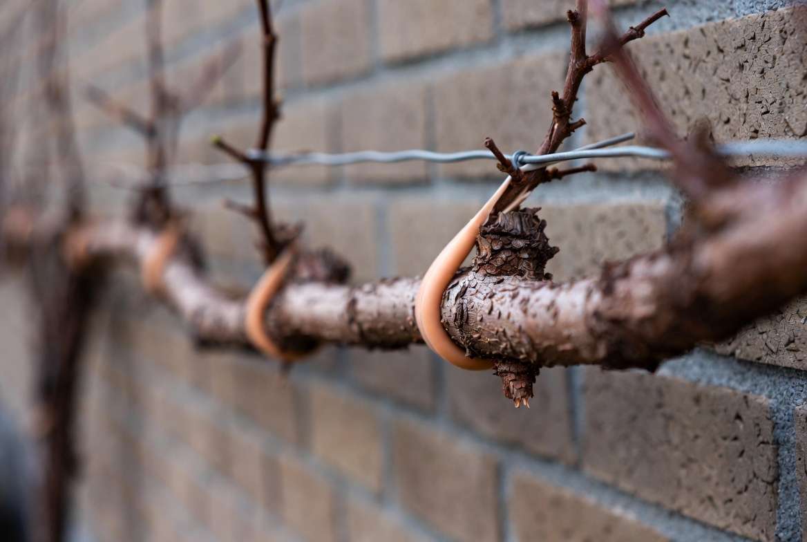 proper training and tying techniques for long-term espalier forms