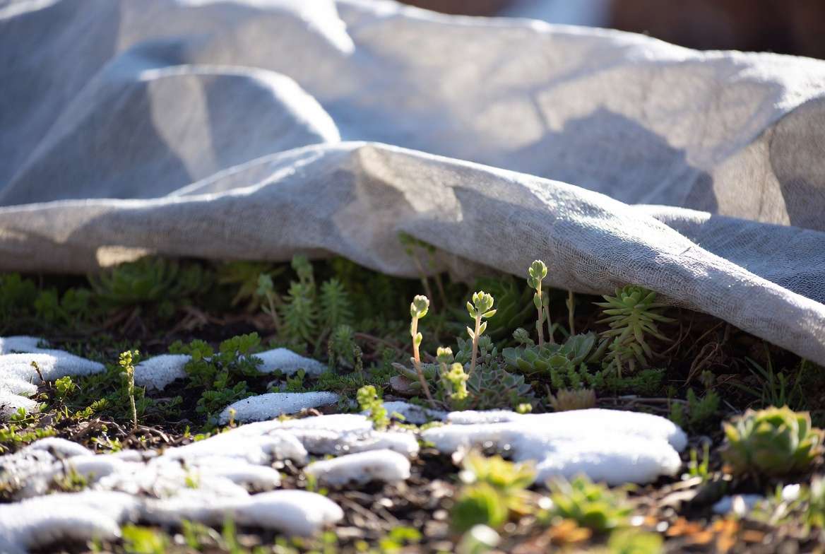 Removing winter protection and transitioning outdoor succulents to spring growth
