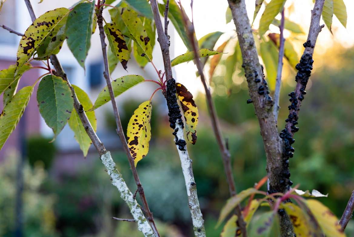 Treatment Strategies