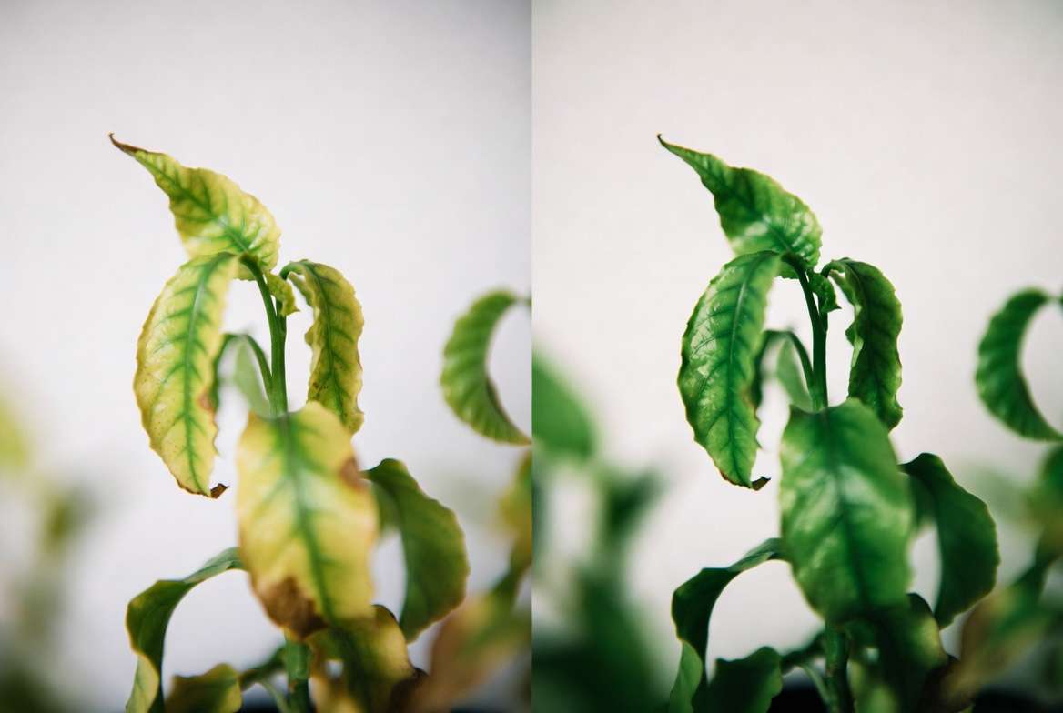 Common plants and foliage problems fixed – yellow leaves vs healthy green leaves