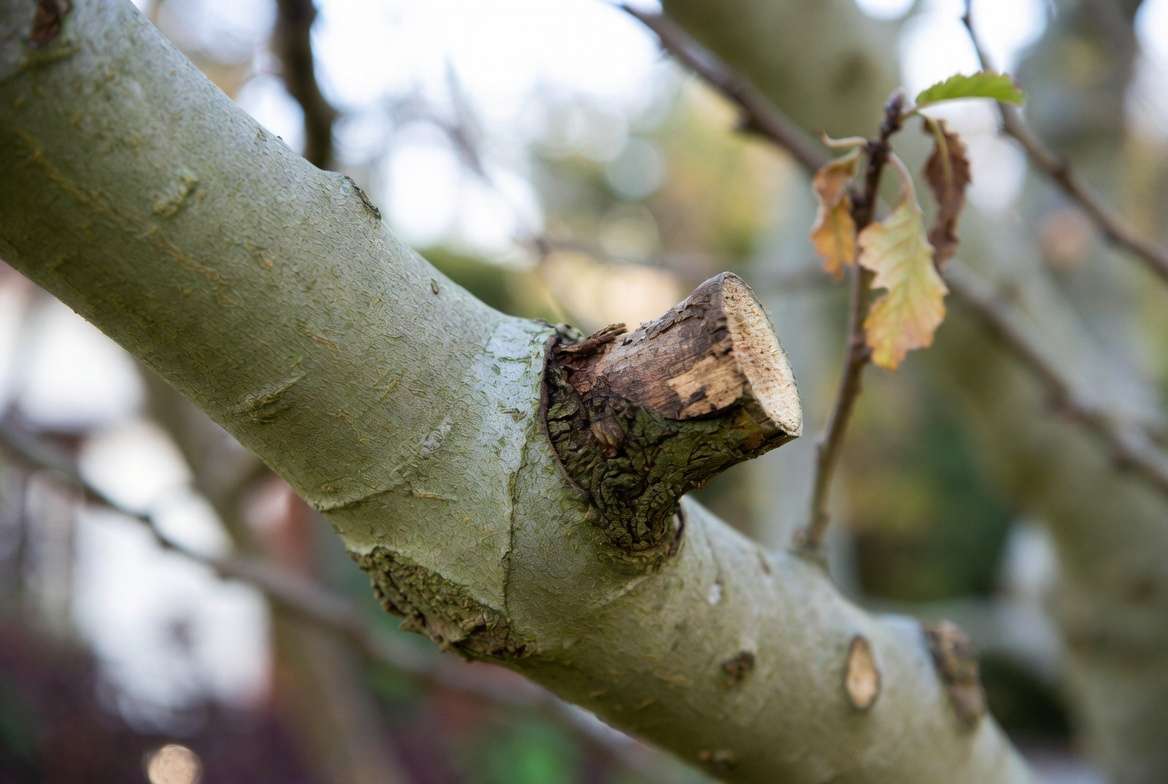 sycamore tree wood problems showing canker rot and weak branch signs for troubleshooting