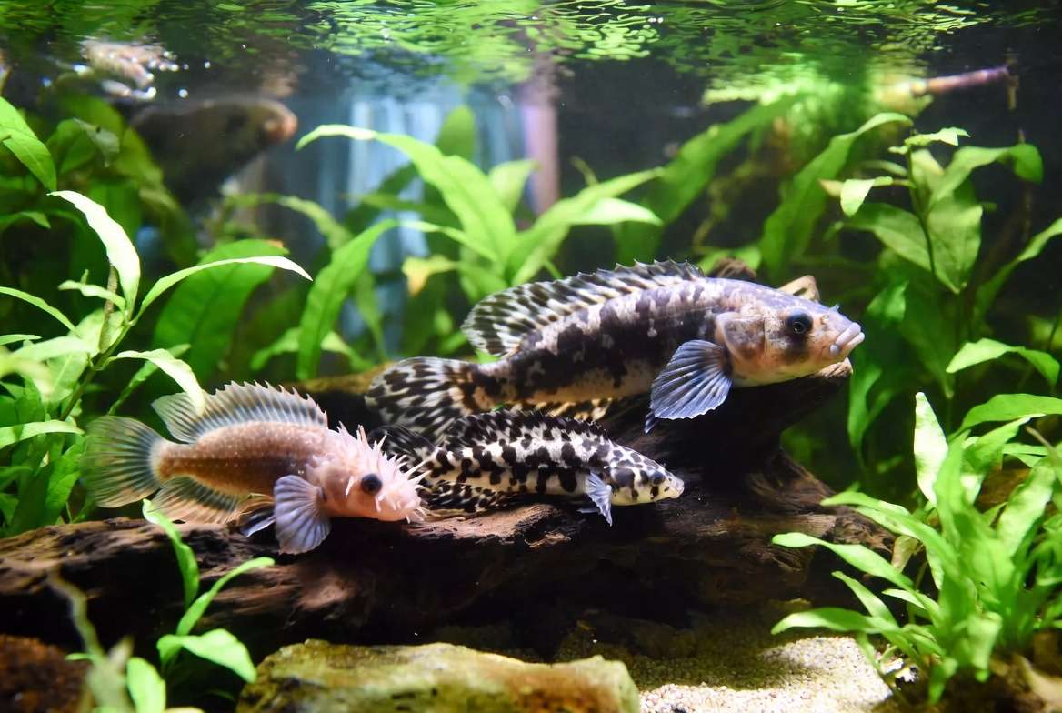 Bristlenose pleco, clown pleco, and common pleco in a planted aquarium showing different species sizes and appearances