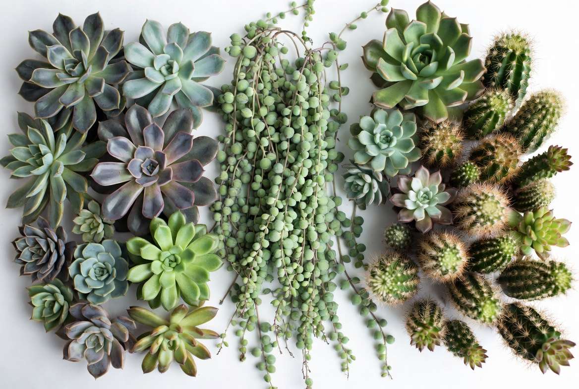 different succulent types for propagation rosette trailing and cacti varieties
