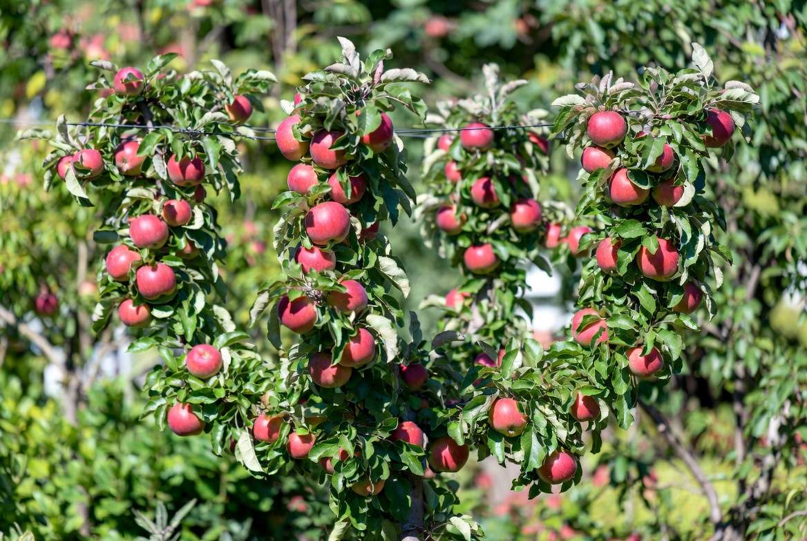 Understanding the Double U-Cordon Style