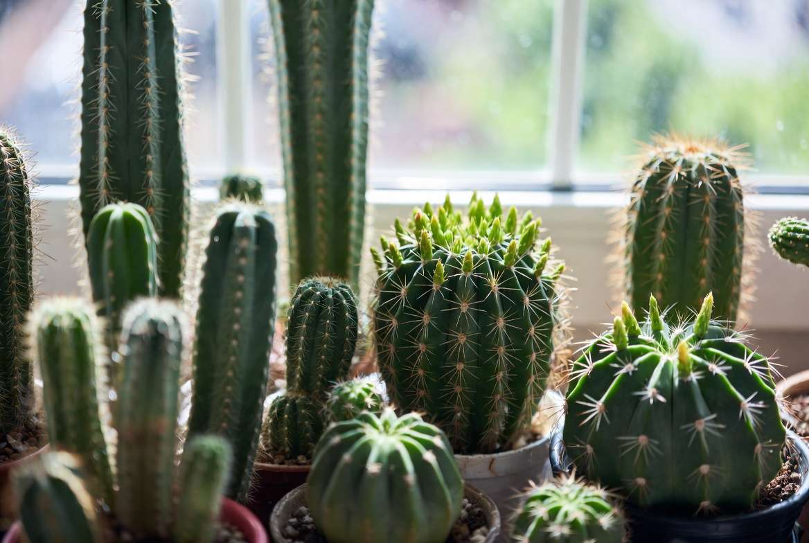 Cacti receiving spring watering with new growth and buds