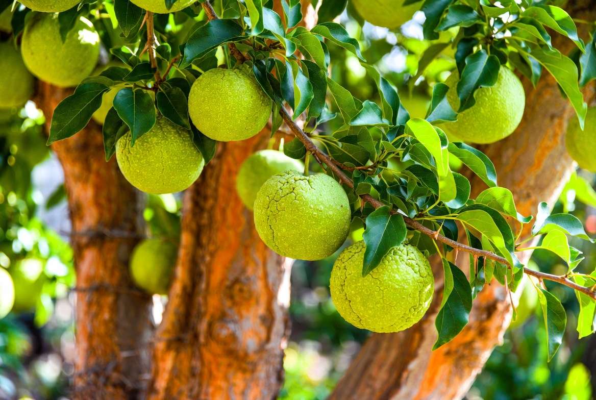 Close-up of Osage orange tree with green balls, leaves, thorns, and bark for easy identification