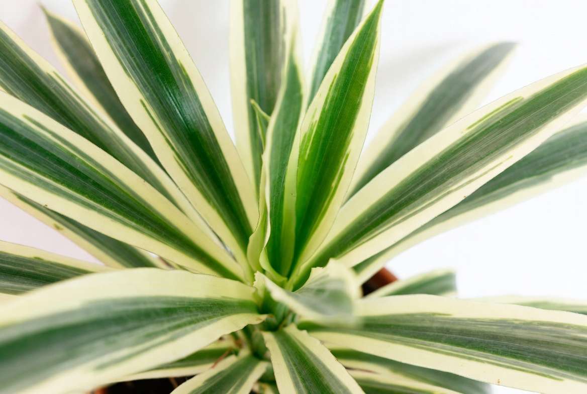 Close-up of healthy Song of India plant showing vibrant yellow and green variegated leaves