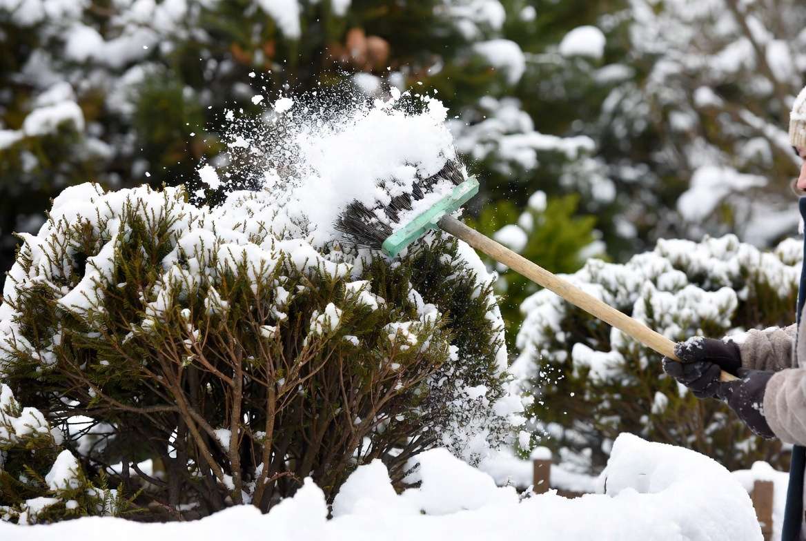 Safe way to remove snow from plants using broom on evergreen shrub during winter