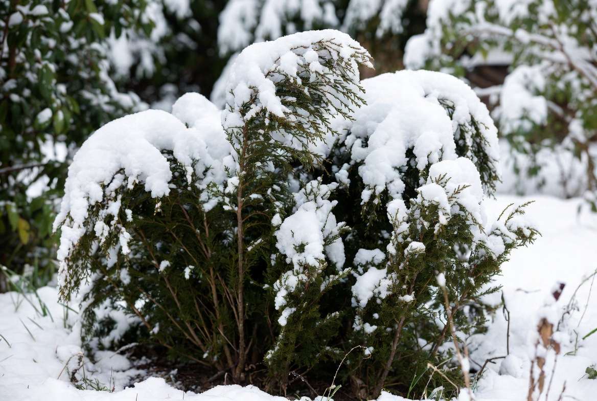 Heavy snow damage on plants showing bent branches of evergreen shrub under wet snow weight