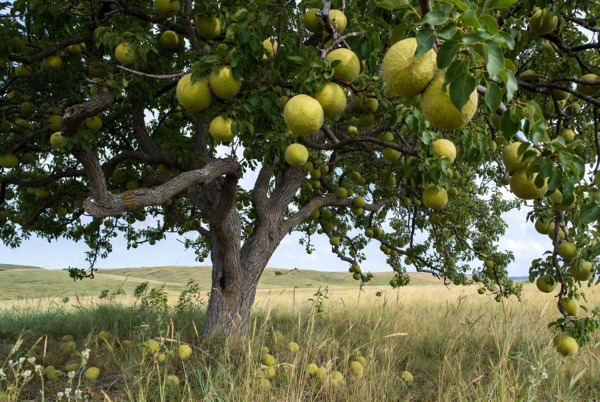 Where Does the Tree with Green Balls Naturally Grow