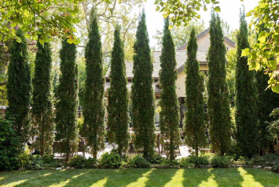 tall narrow evergreen trees privacy screen in small modern backyard