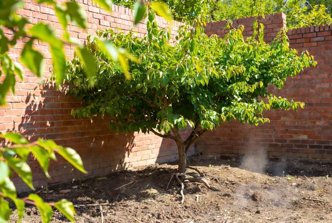 Healthy espalier pear tree against brick wall showing heat island effect and limited root zone for water management