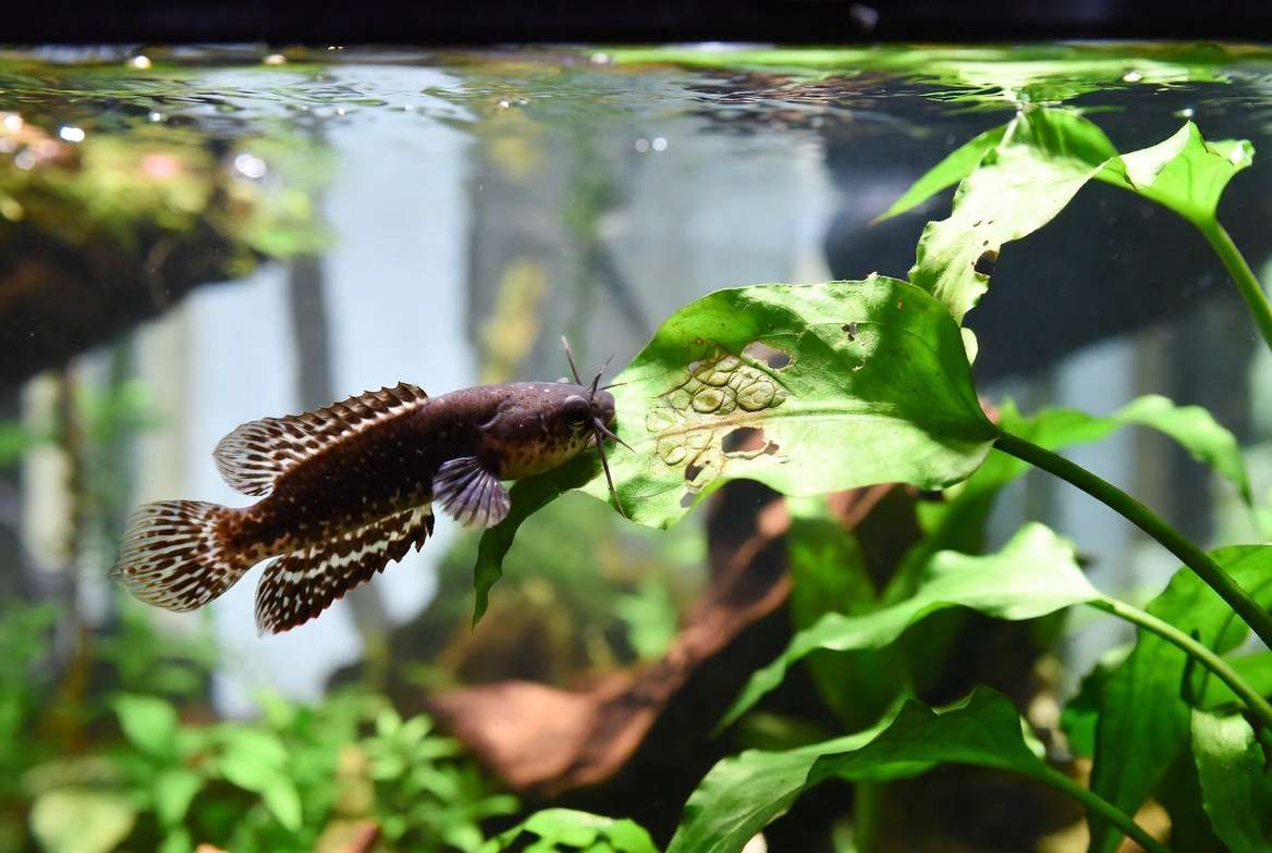 Bristlenose pleco eating and damaging Amazon Sword plant leaves in a planted aquarium