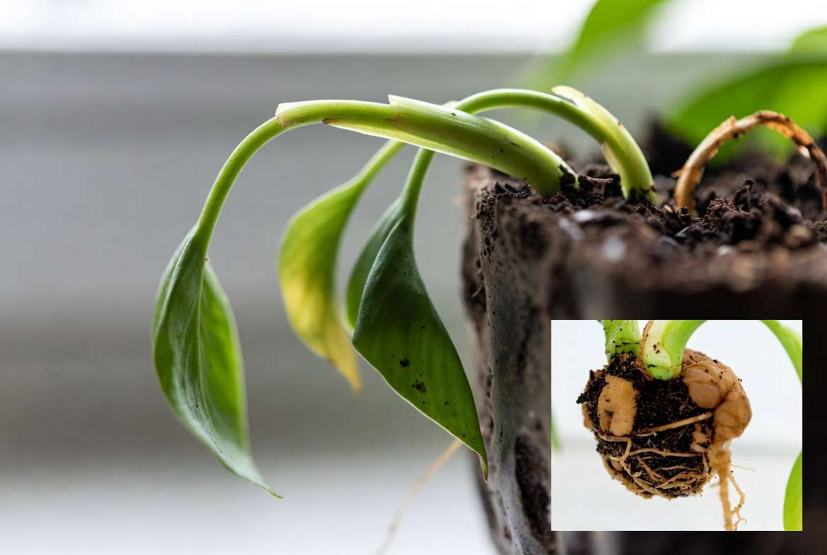 Wilting drooping plant leaves and root rot symptoms in houseplant