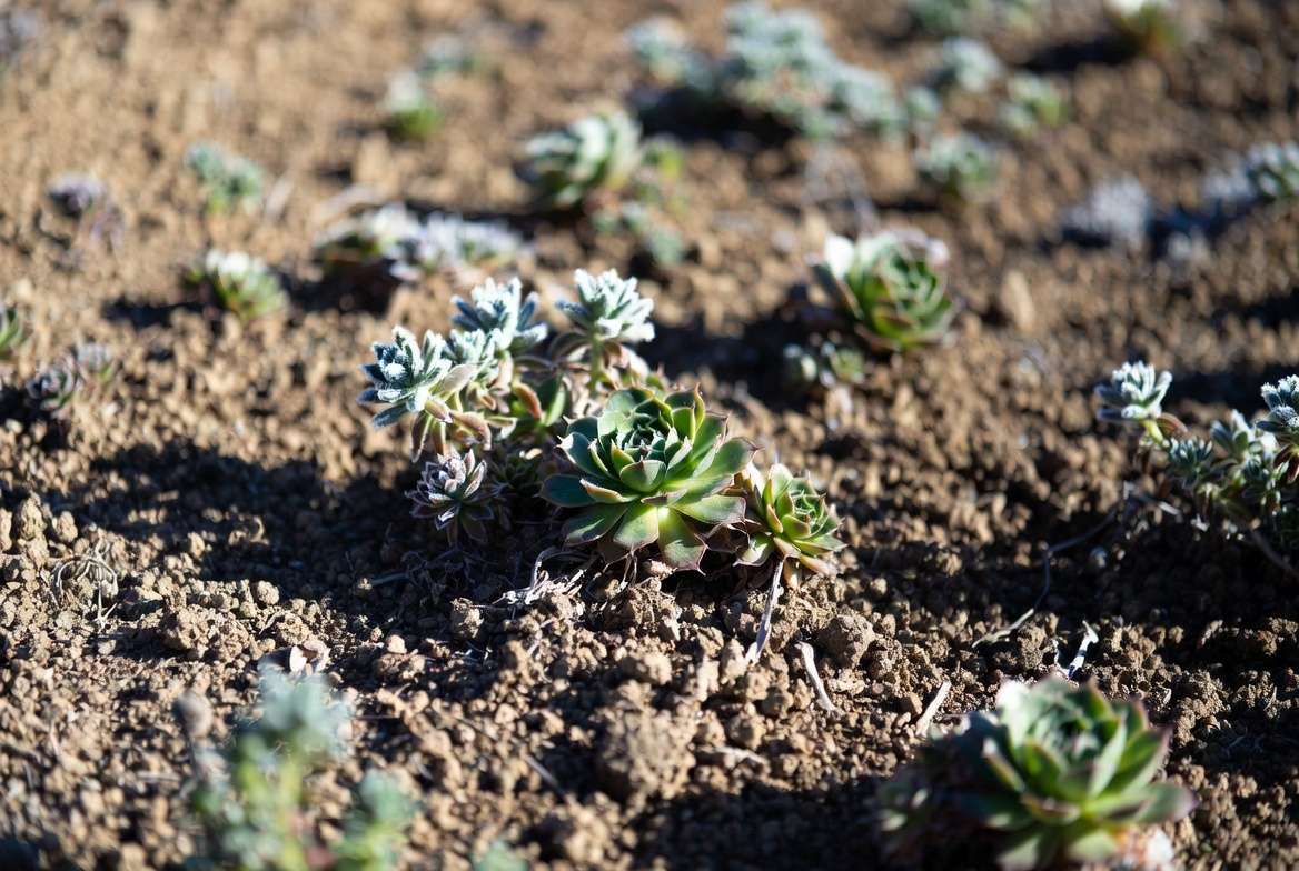 Winter watering and maintenance routine for healthy outdoor succulents