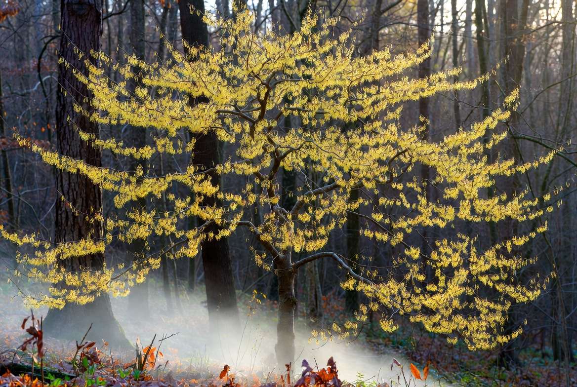 Witch hazel tree in full autumn bloom showing zigzag branches and yellow flowers for Appalachian mythology tree identification