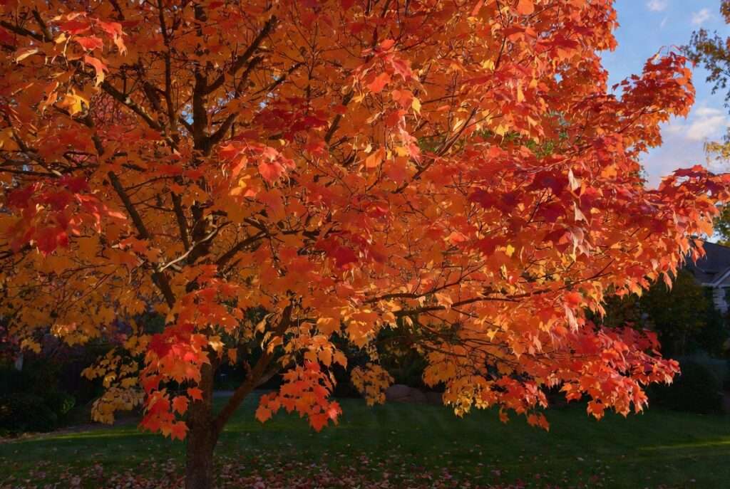 acer red sunset maple tree
