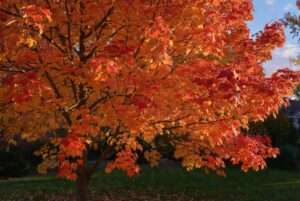 acer red sunset maple tree