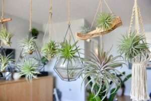 air plant holders