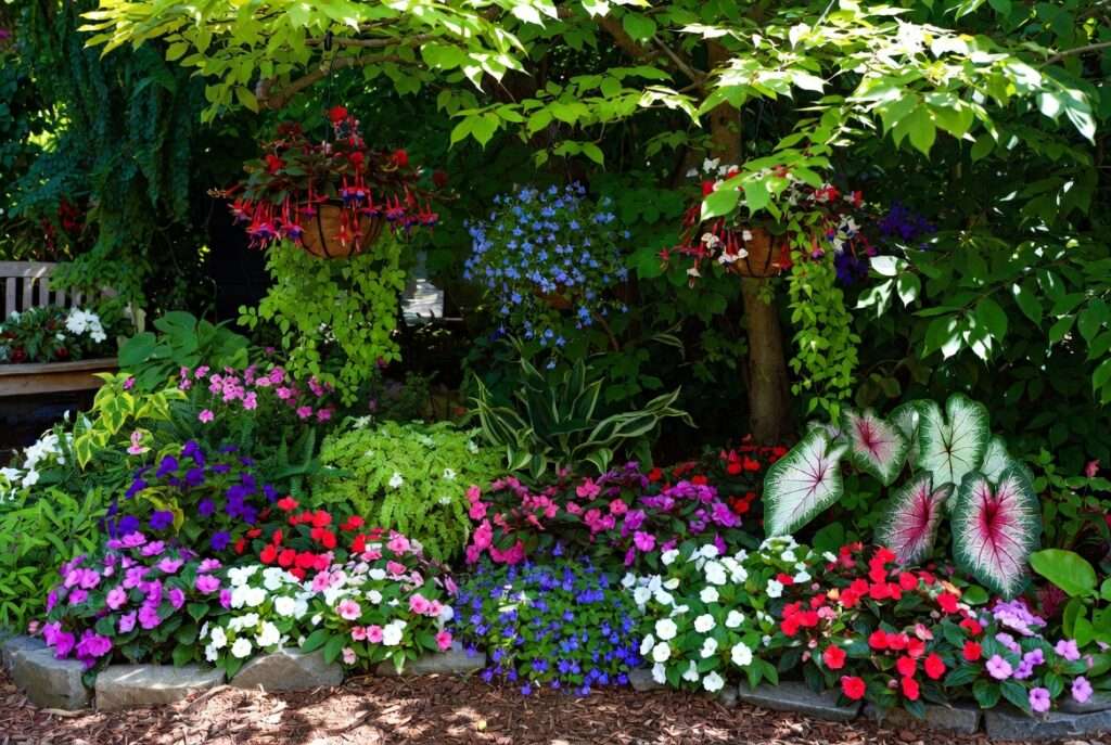annual plants for shade