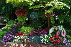 annual plants for shade