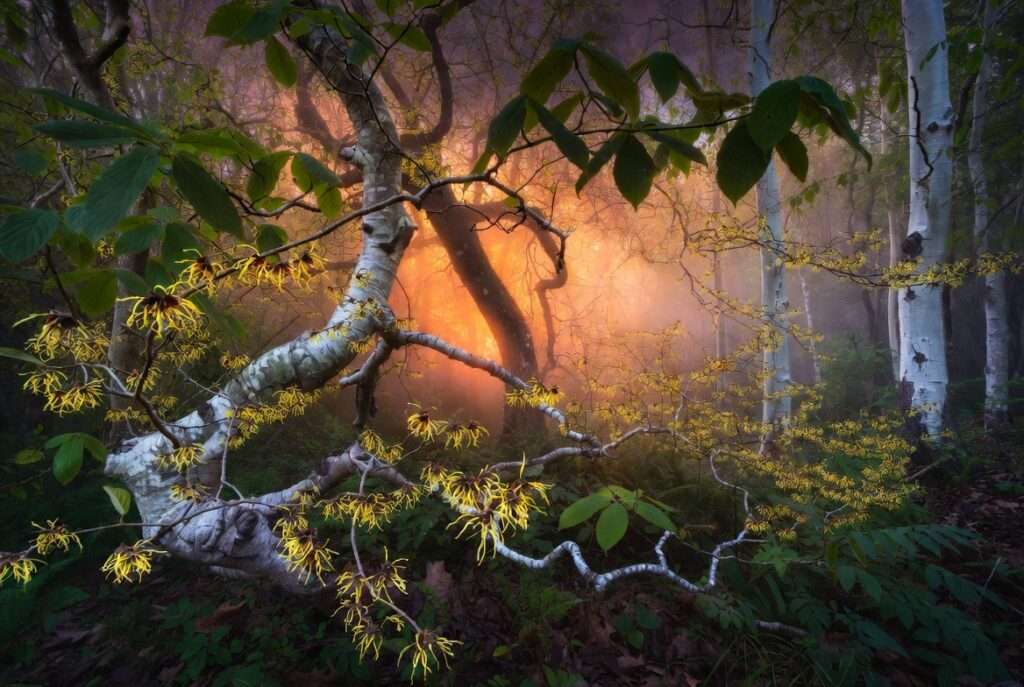 appalachian mythology tree