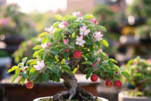 apple bonsai tree