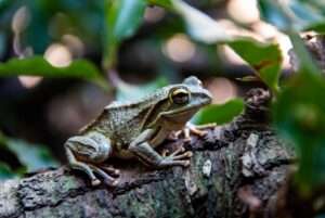 are gray tree frogs poisonous