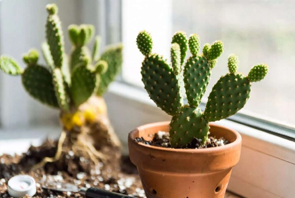 avoiding root rot in cacti