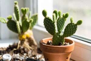 avoiding root rot in cacti