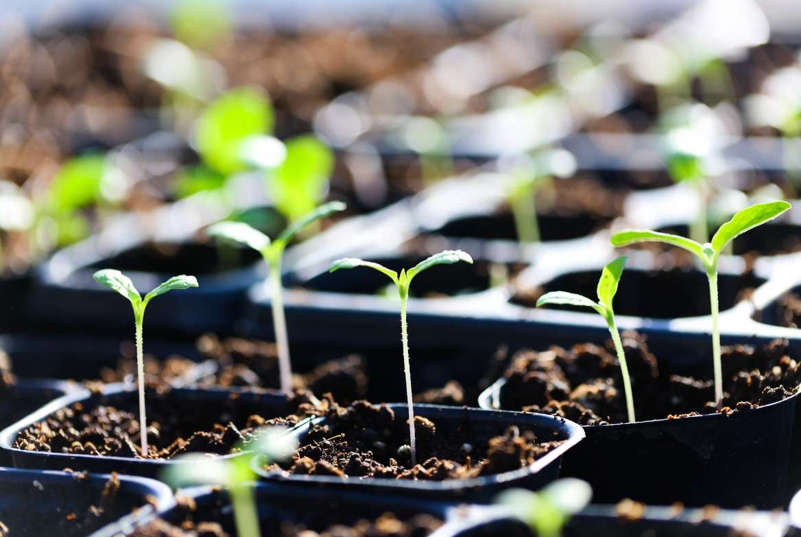 Baby Plants Care: Grow Healthy Seedlings Successfully
