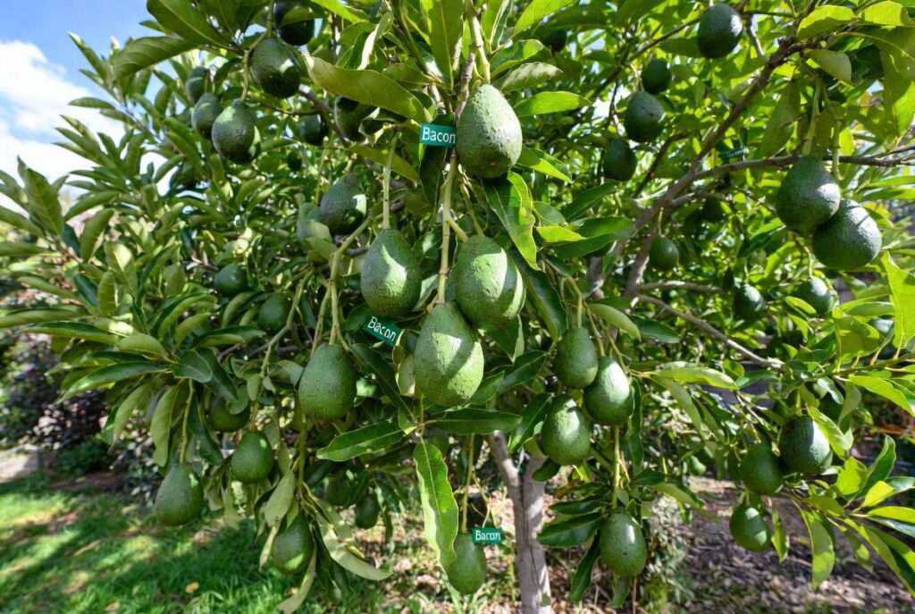 bacon avocado tree