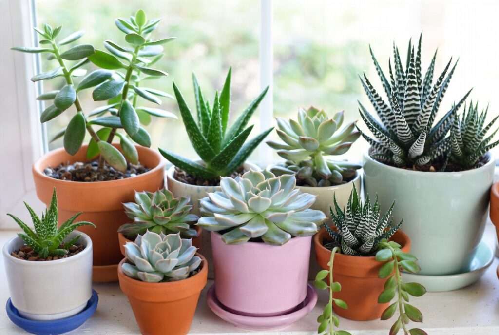 best succulents for beginners