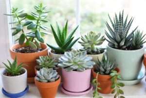 best succulents for beginners