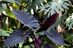 black magic elephant ear plant