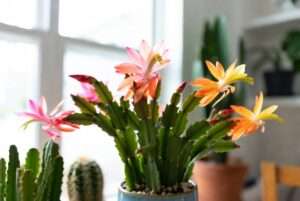 blooming cacti: how to encourage flowers